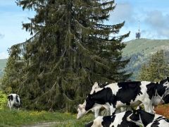 Auffahrts-Bike-Tour